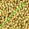 Зеленая гречка 1kg